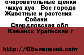 очаровательные щенки чихуа-хуа - Все города Животные и растения » Собаки   . Свердловская обл.,Каменск-Уральский г.